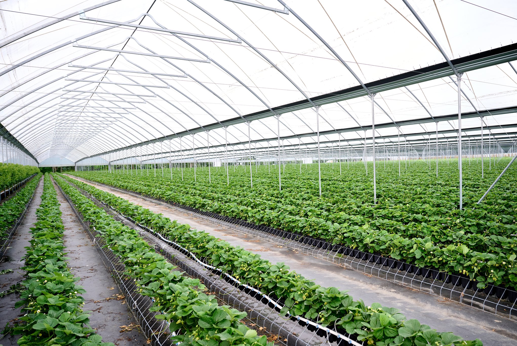 Interior of a commercial greenhouse with rows of strawberry plants, Nourse Farms project